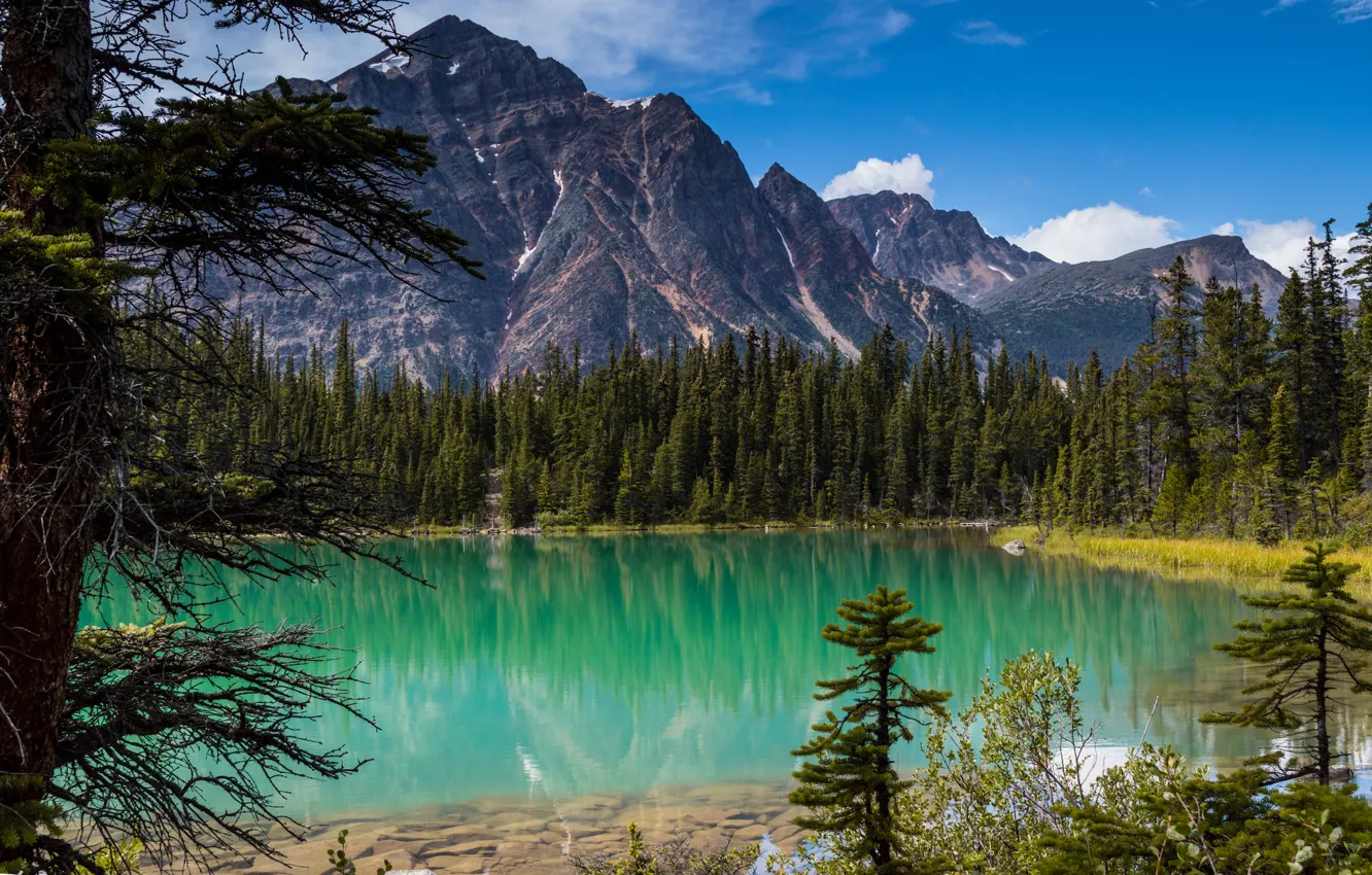 Photo wallpaper forest, trees, Canada, Albert, Alberta, Canada, Jasper National Park, Rocky mountains