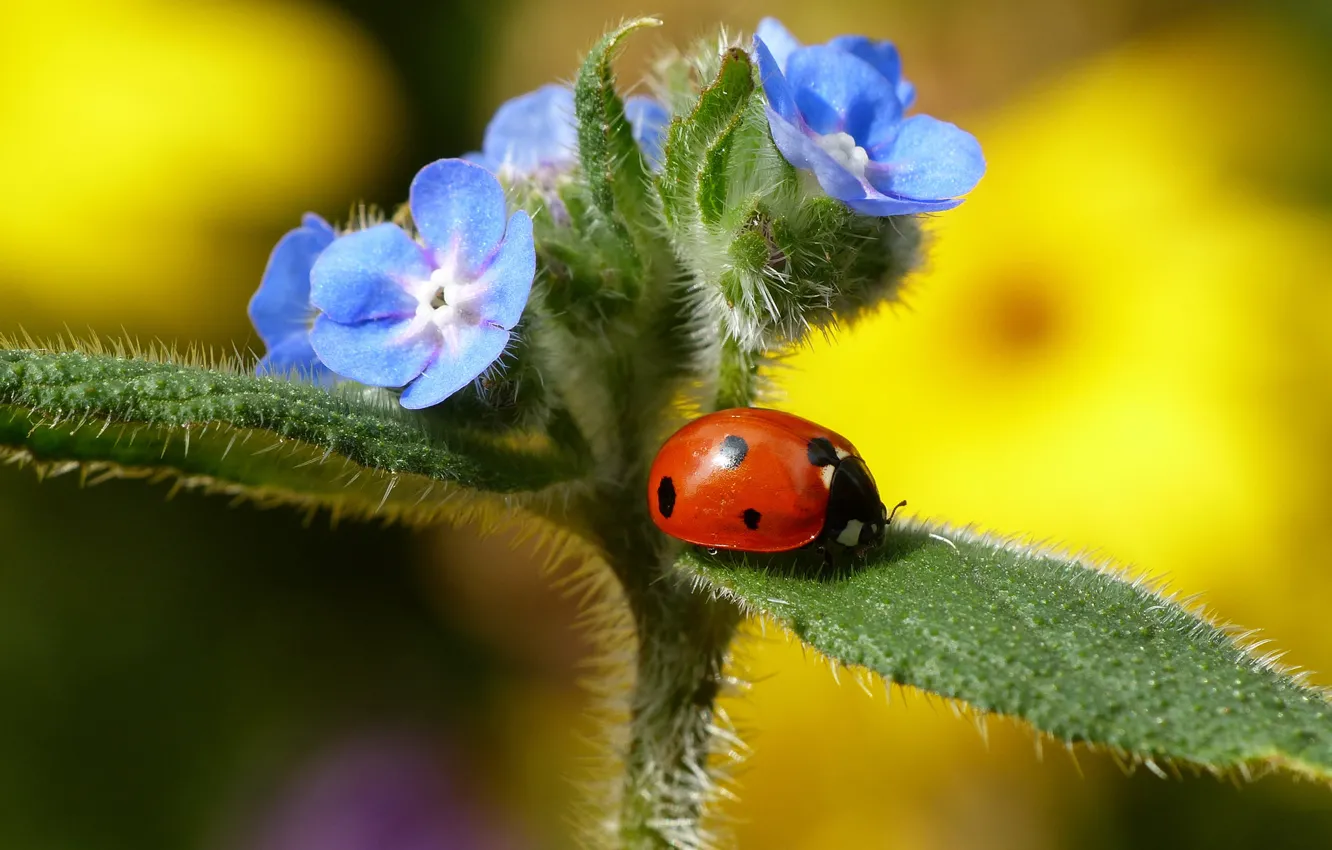 Photo wallpaper flower, leaves, plant, ladybug, insect