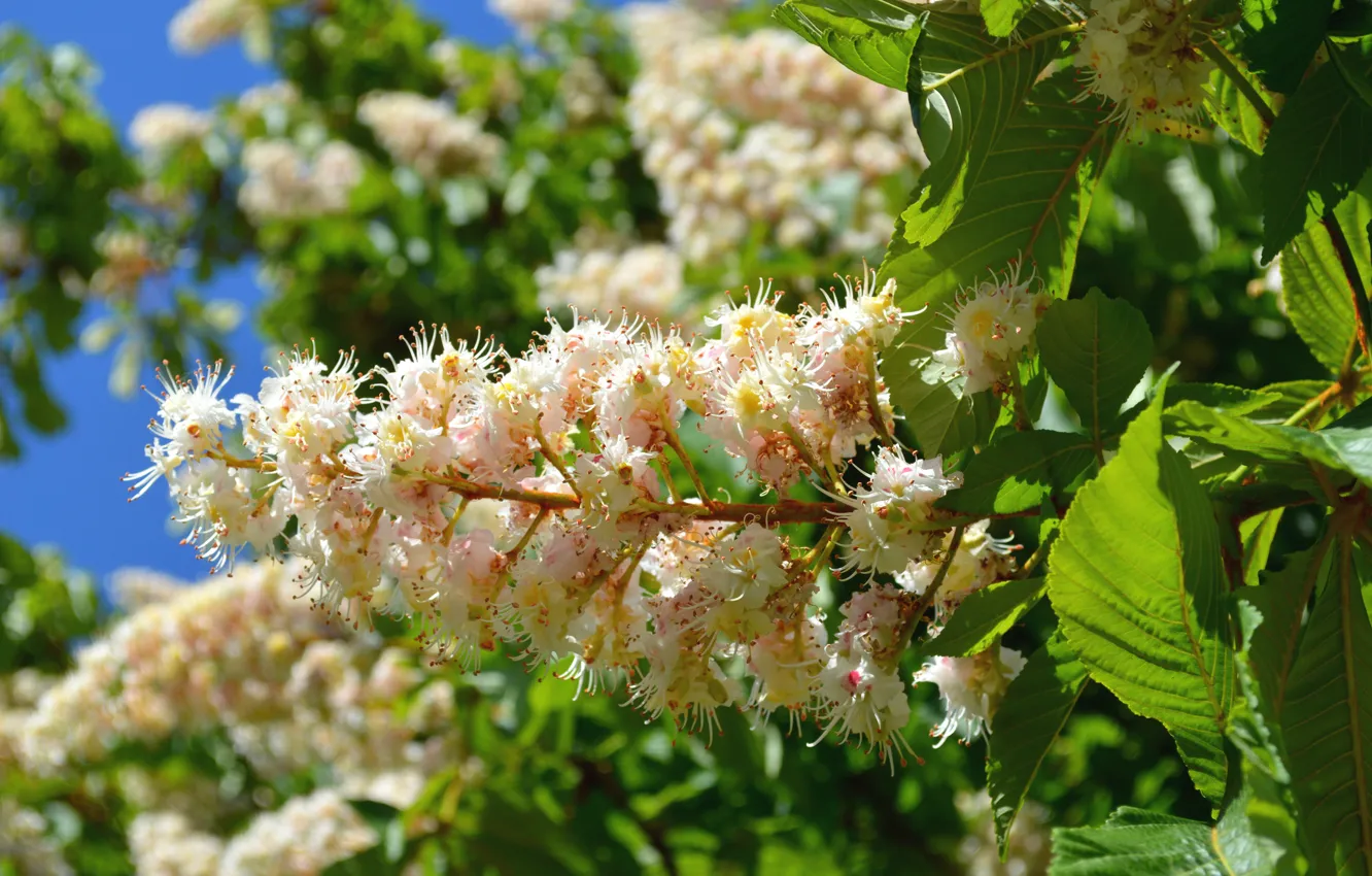 Photo wallpaper macro, trees, spring, flowering, chestnuts