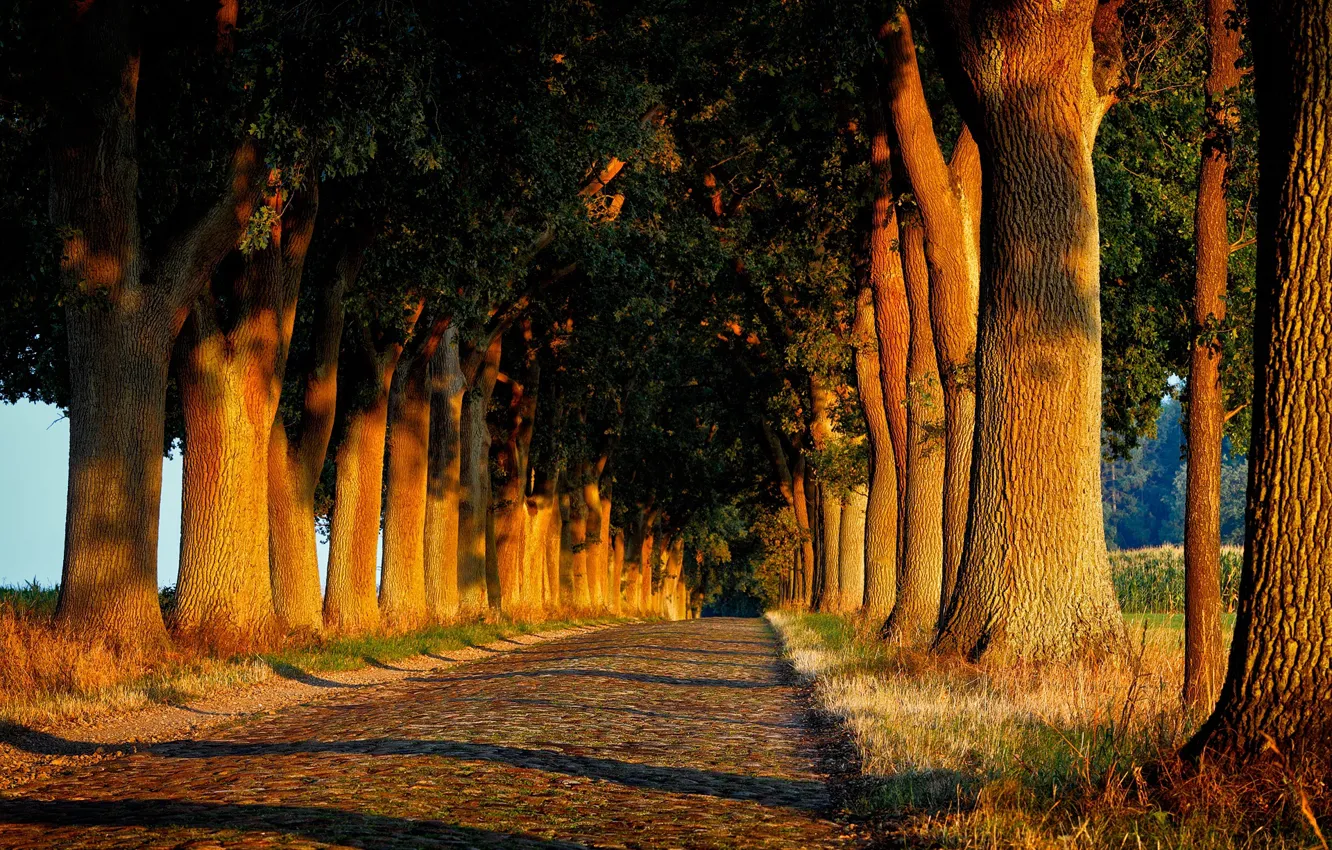 Photo wallpaper road, trees, alley
