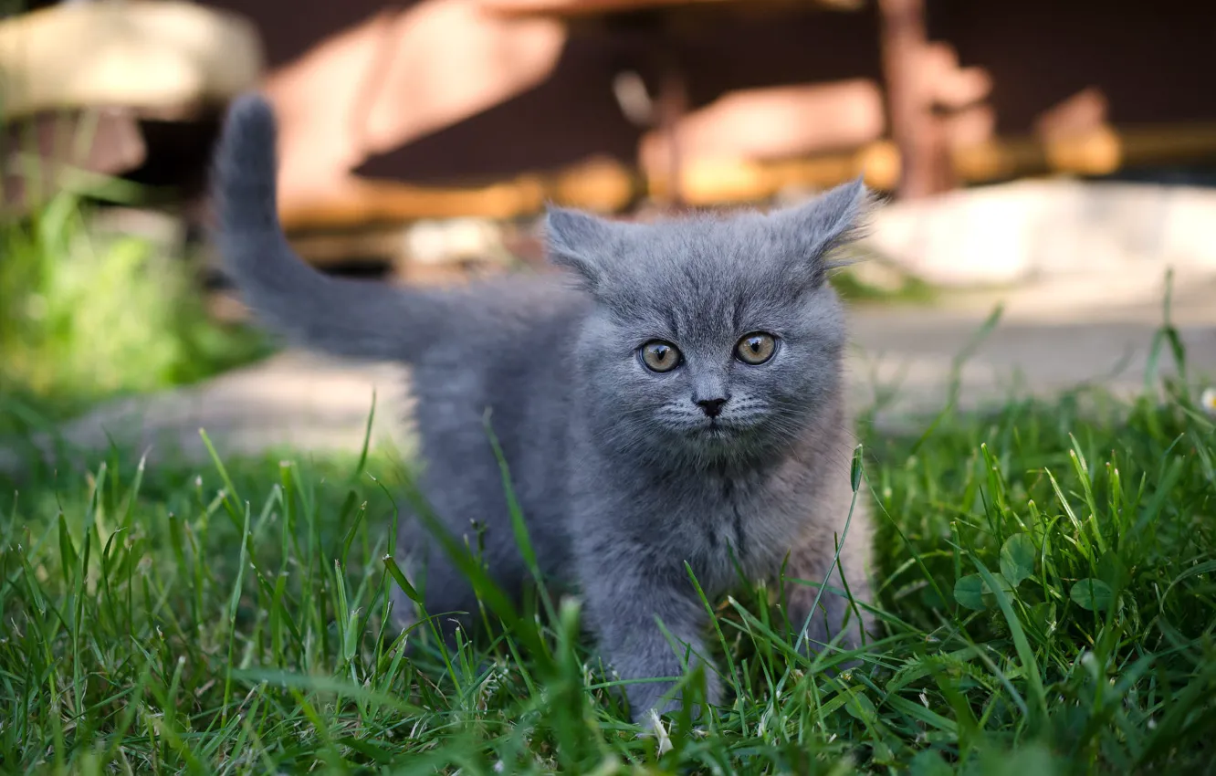 Photo wallpaper cat, grass, look, light, kitty, grey, yard, walk