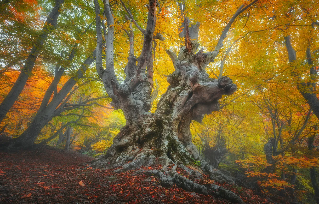 Photo wallpaper trees, beauty, power, giant, old trees, Kostenko Alexander, Keepers of History, Demerdzhi Forest