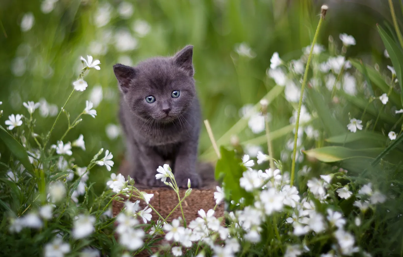 Photo wallpaper look, flowers, grey, baby, kitty