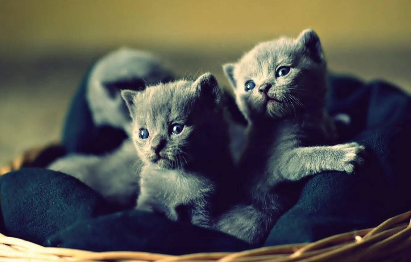 Photo wallpaper sleeping, lies, kitty, sitting, looks