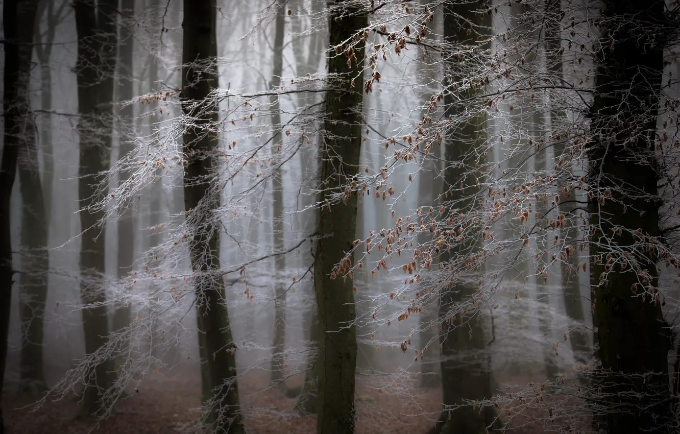 Photo wallpaper forest, nature, fog