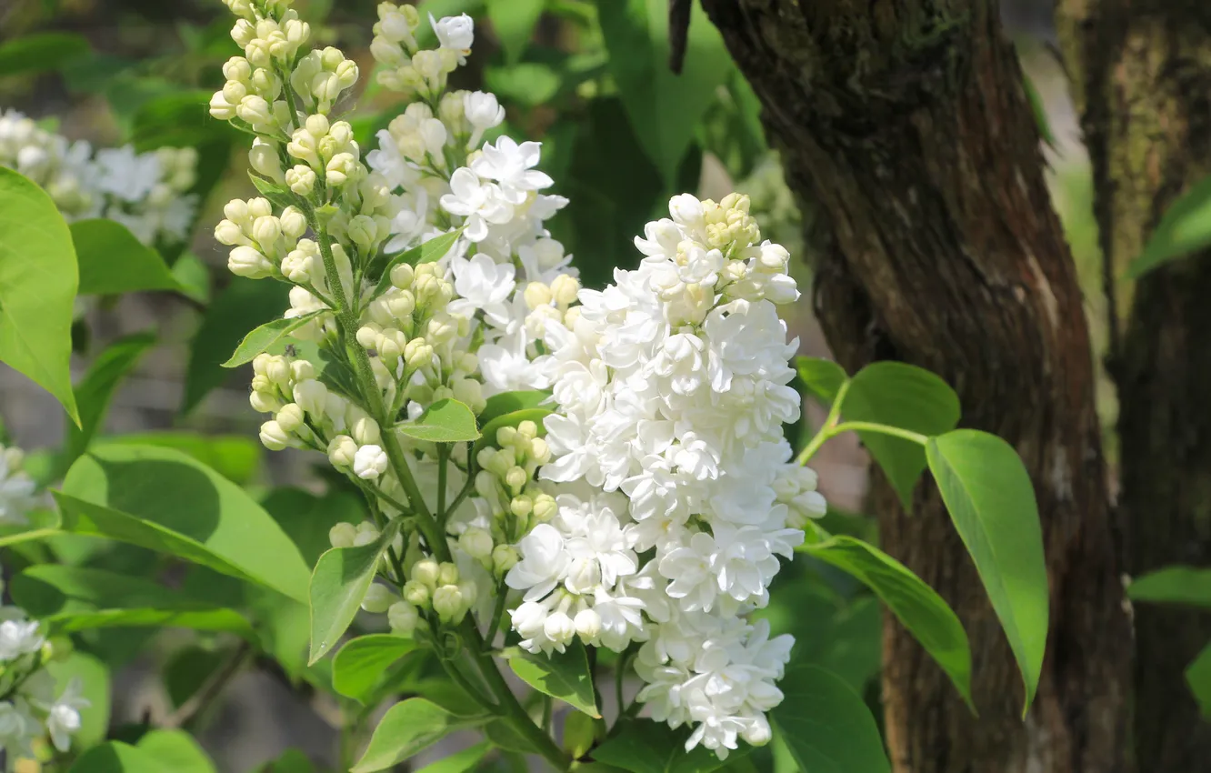 Photo wallpaper white, flower, lilac