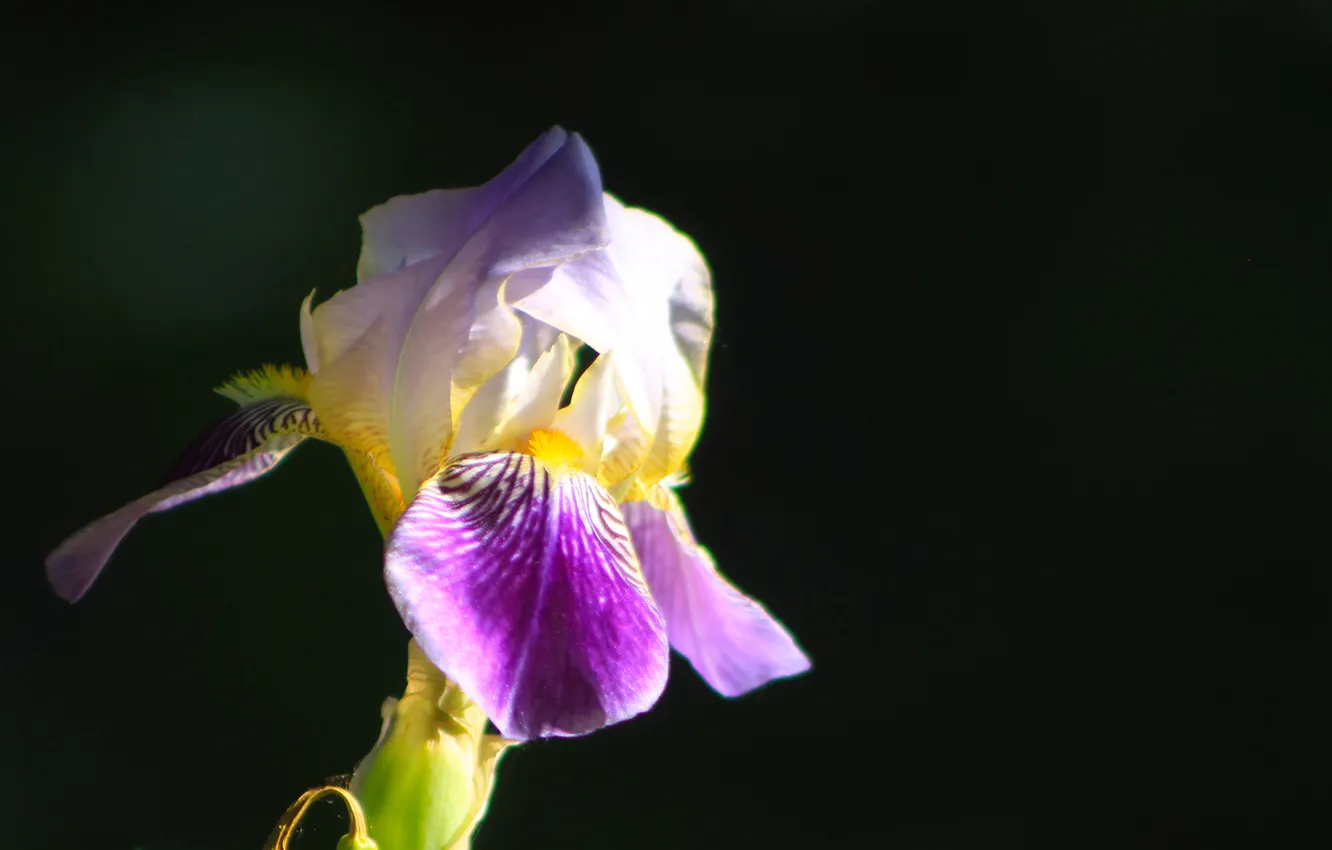 Photo wallpaper flower, lily, blooming