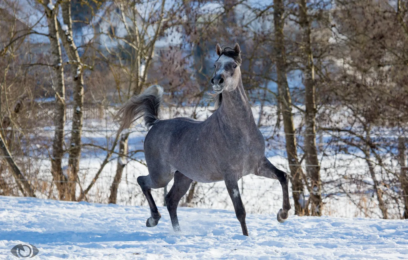 Photo wallpaper pose, grey, horse, horse, running, grace, jump, posing