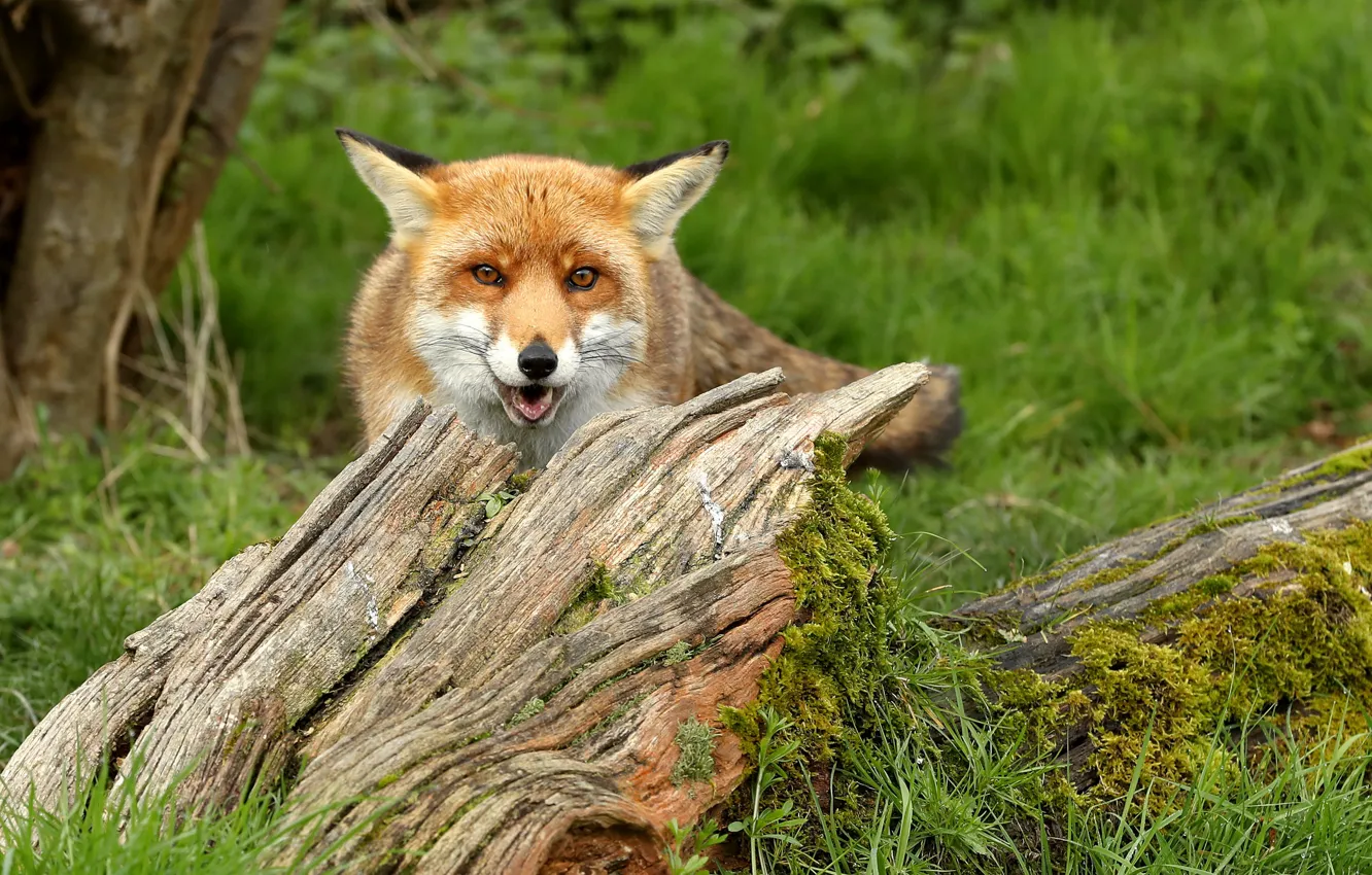 Photo wallpaper look, stump, Fox, bokeh