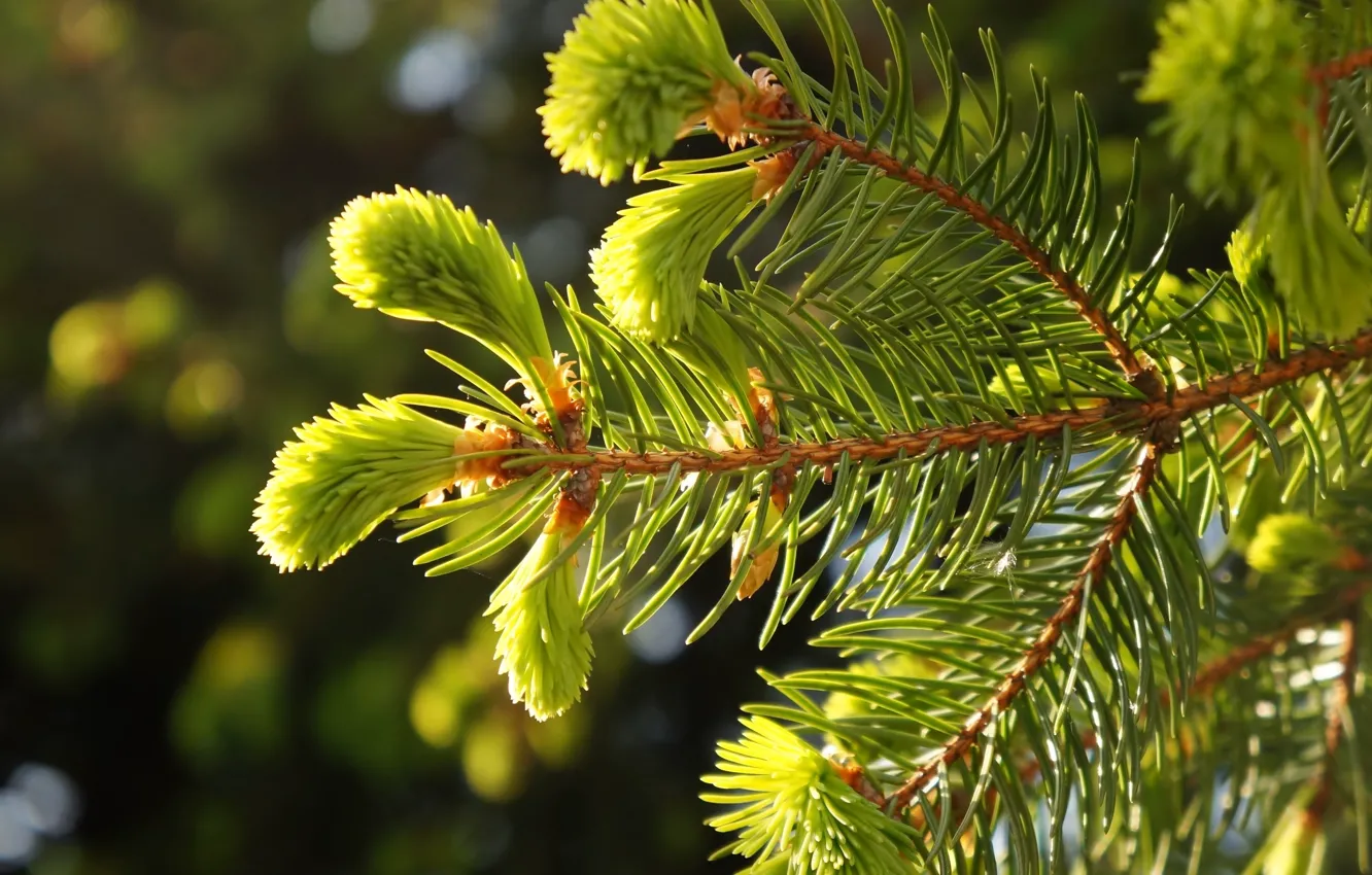 Photo wallpaper green, pine, twig