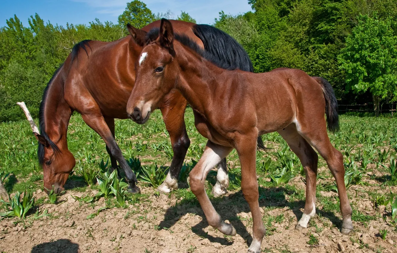 Photo wallpaper field, horse, foal