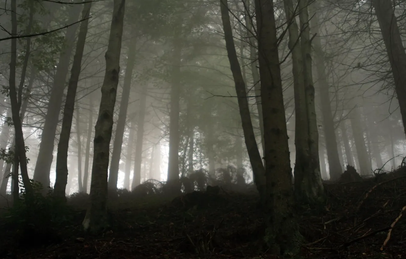 Photo wallpaper forest, trees, nature, fog