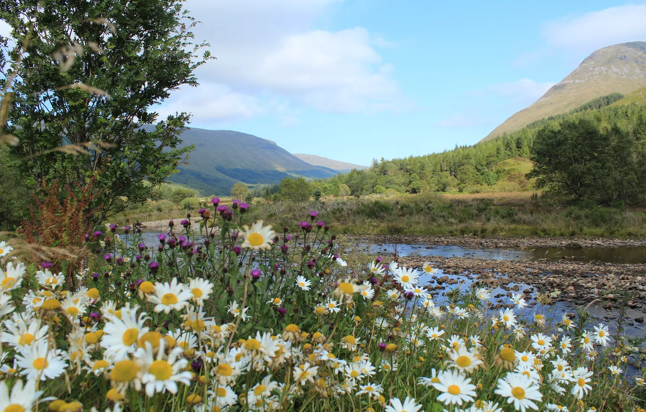 Photo wallpaper forest, the sky, clouds, trees, landscape, flowers, mountains, nature