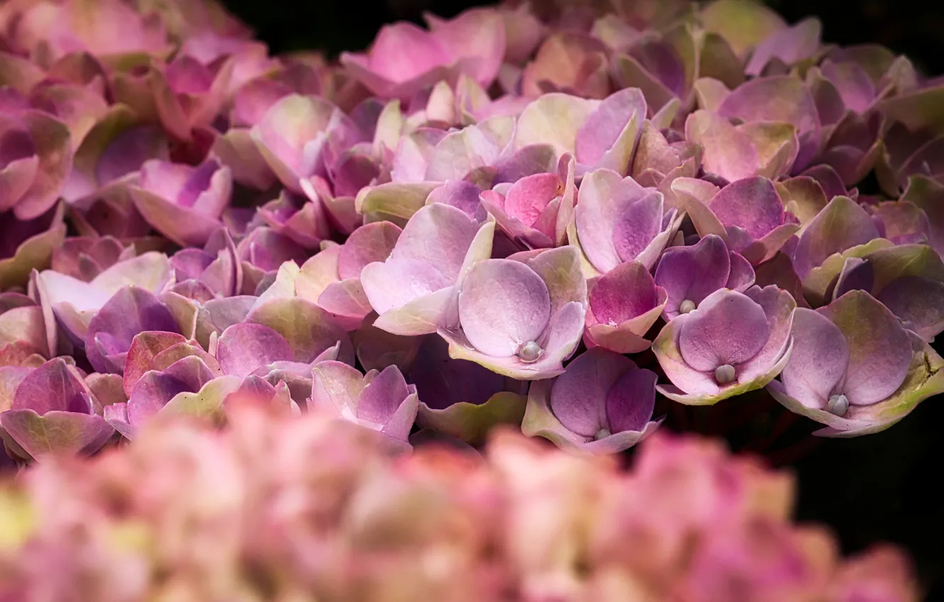 Photo wallpaper Nature, Flower, hydrangea