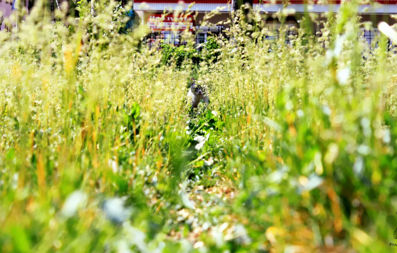 Photo wallpaper cat, animals, grass, cat, Nature, Pyatkov_Denis