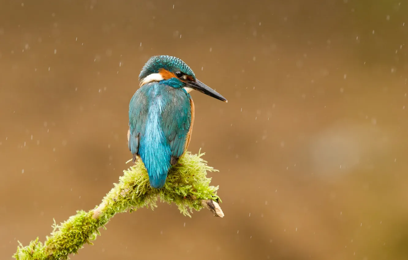 Photo wallpaper branches, rain, bird, moss, kingfisher, alcedo atthis, common Kingfisher, Andrew Haynes рhotography