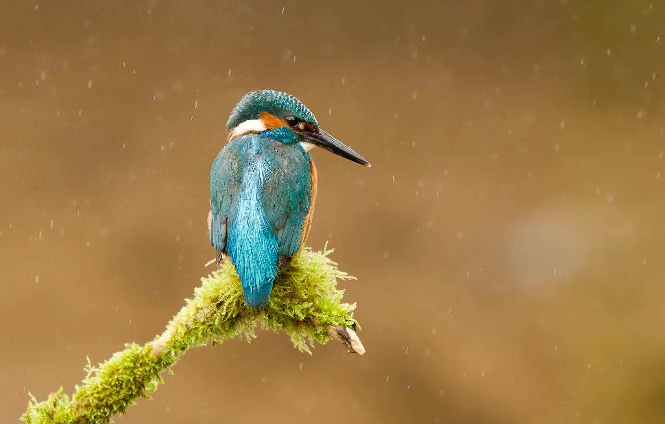 Photo wallpaper rain, bird, moss, branch, kingfisher, alcedo atthis, common Kingfisher, Andrew Haynes рhotography