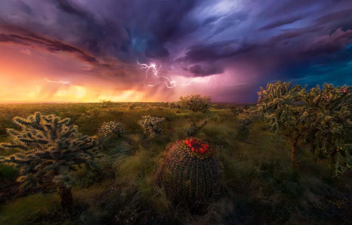 Photo wallpaper the storm, desert, cacti