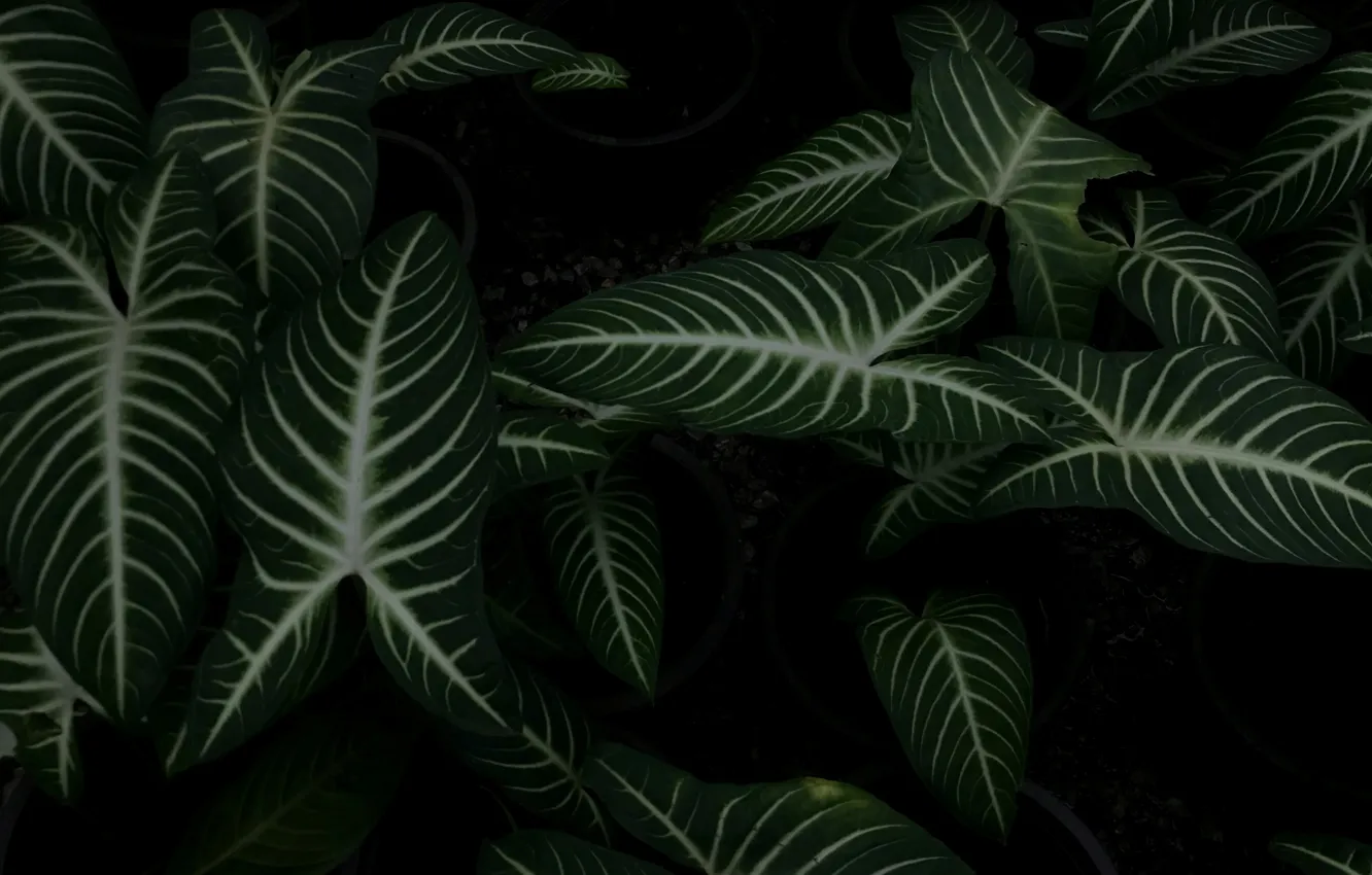 Photo wallpaper leaves, plant, Philotenium, xanthosome