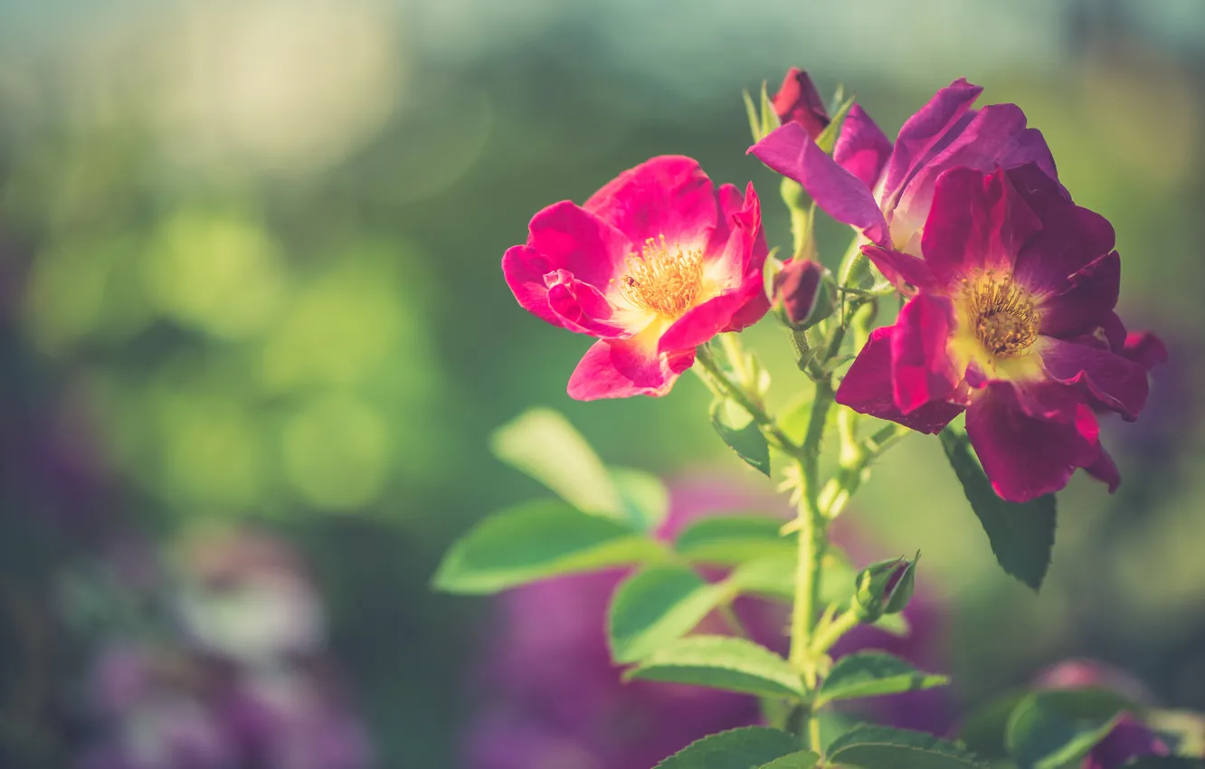 Photo wallpaper flowers, branches, garden, briar, pink
