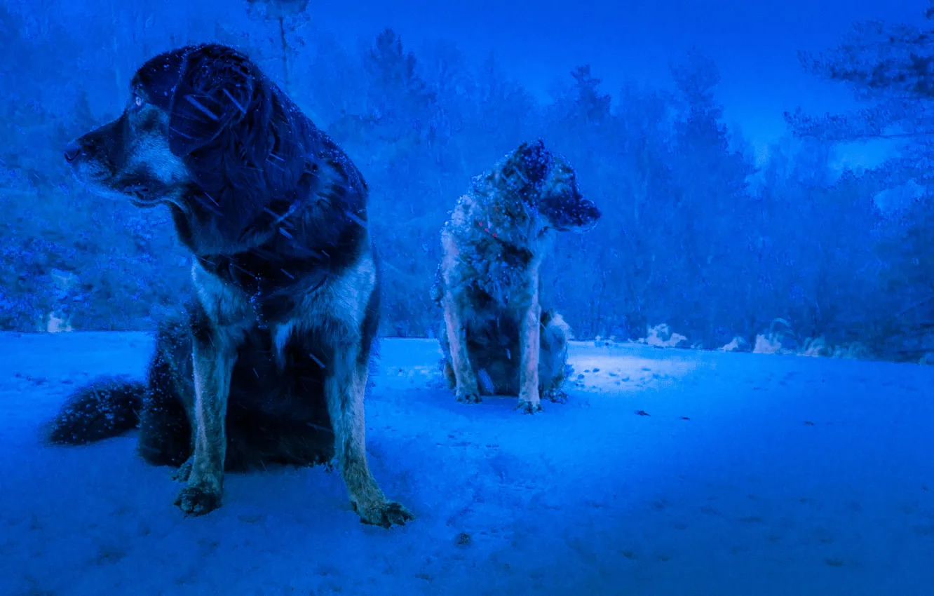 Photo wallpaper winter, dogs, background, Blizzard