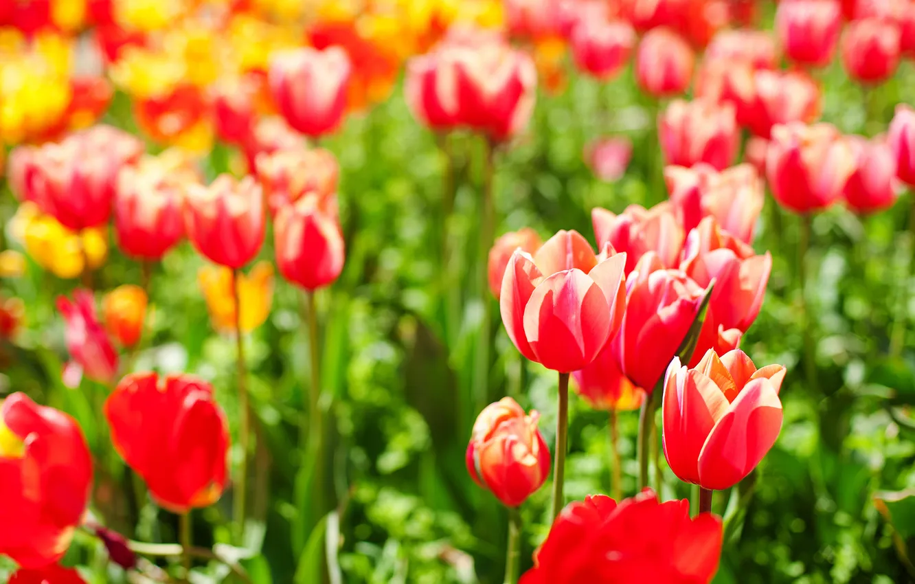 Photo wallpaper flowers, red, spring, tulips, flowerbed, bokeh