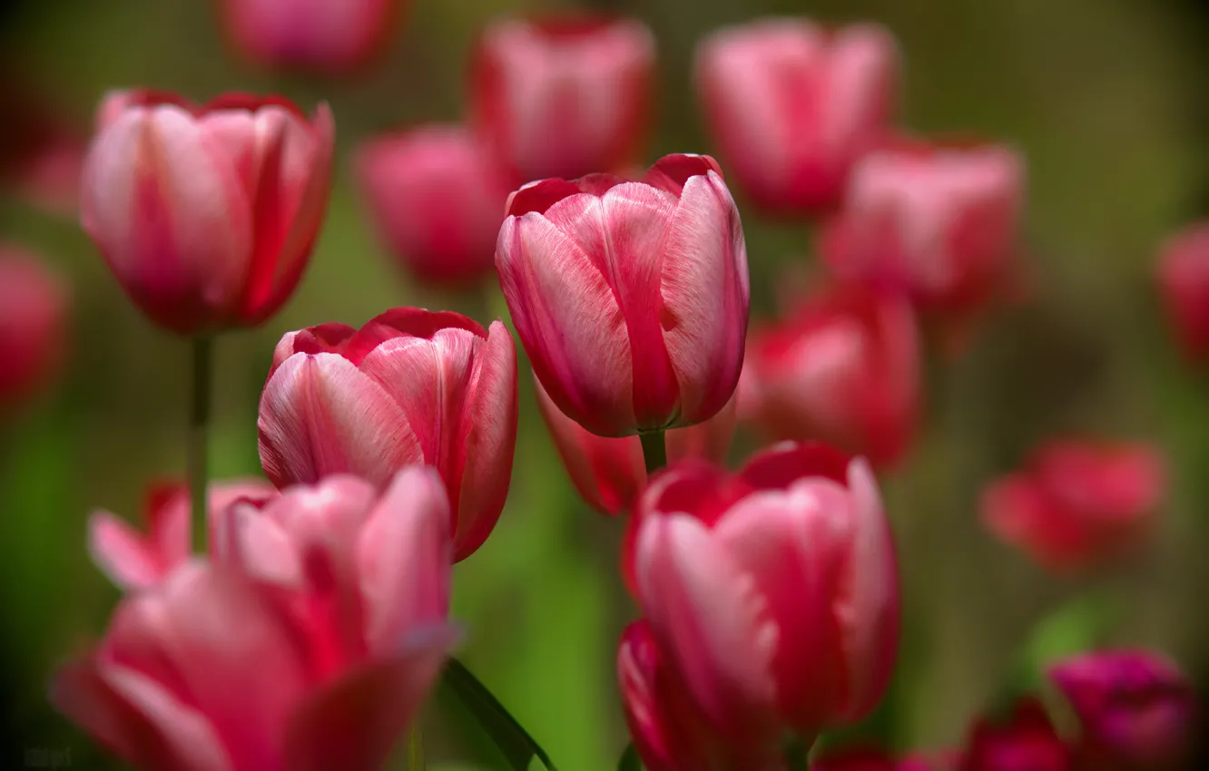 Photo wallpaper tulips, buds, bokeh