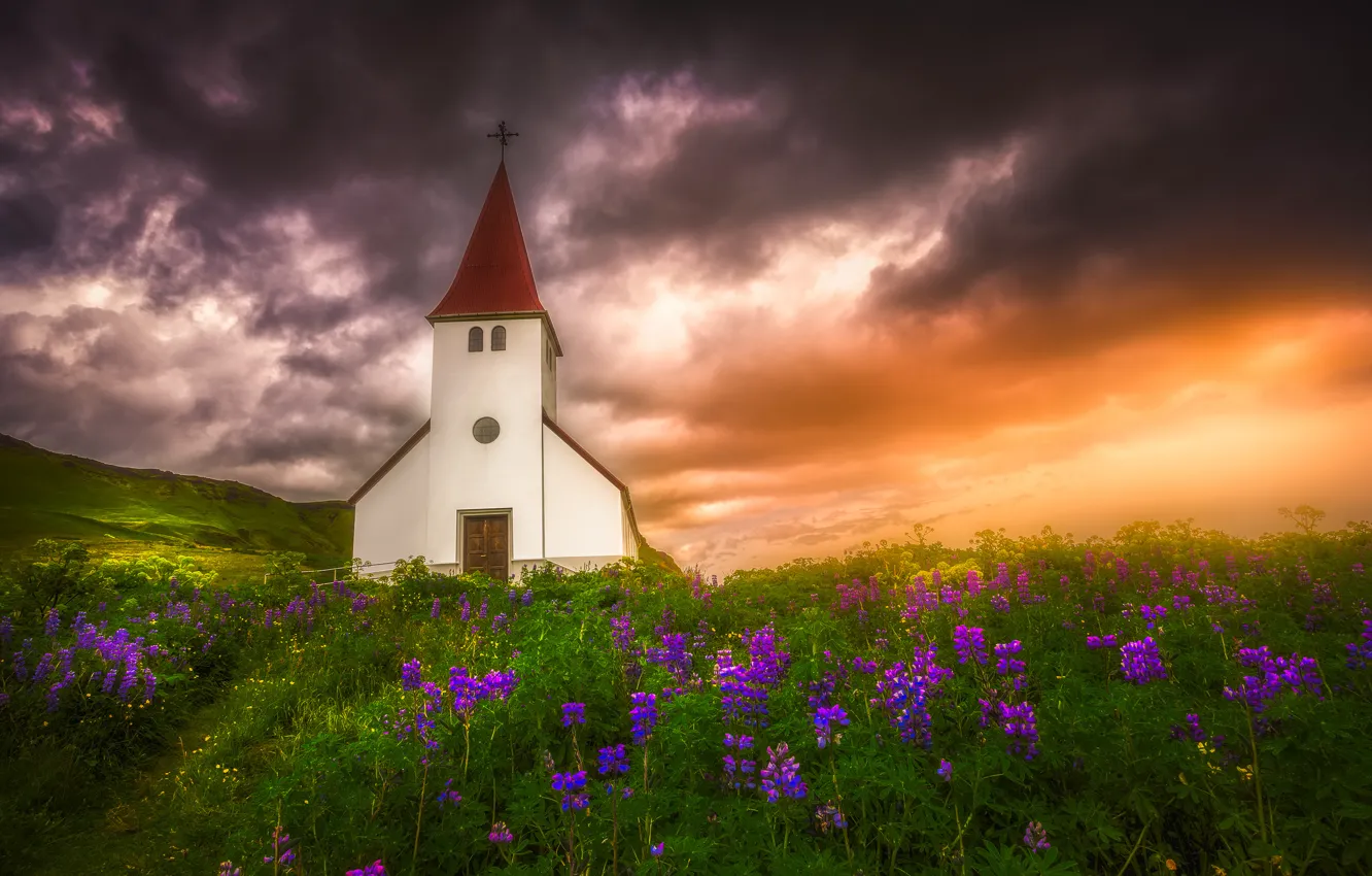 Photo wallpaper sunset, flowers, meadow, Church, Iceland, Iceland, lupins, Vic
