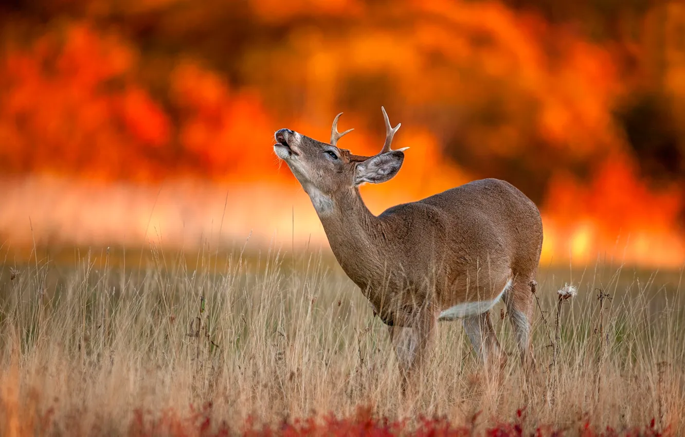 Photo wallpaper autumn, deer, wildlife, Autumn Fire