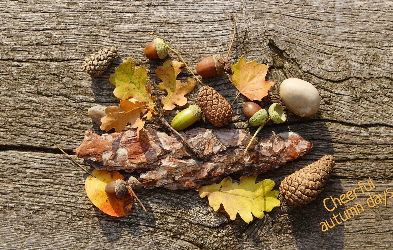 Photo wallpaper autumn, leaves, bark, bumps, acorns, fun fall days, cheerful autumn days