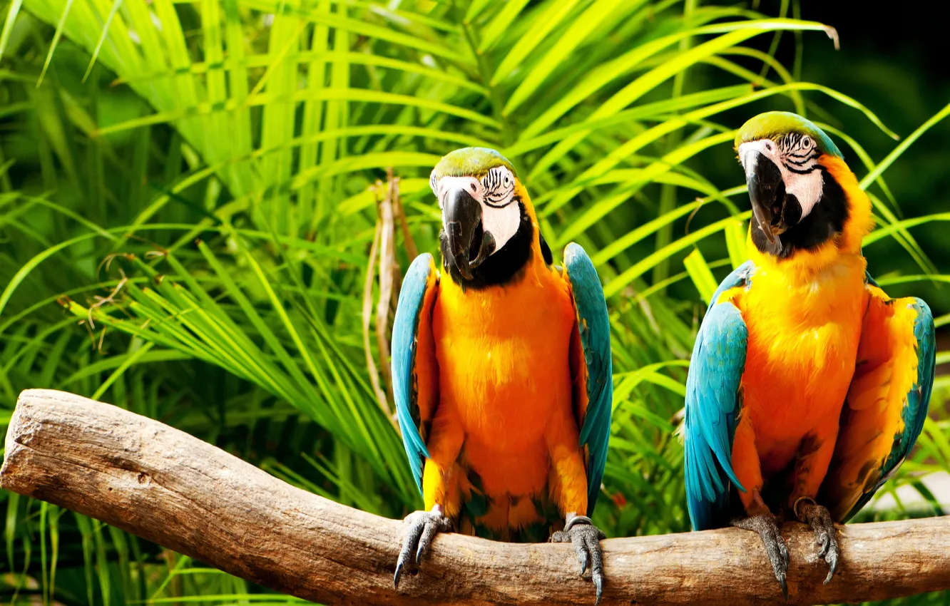 Photo wallpaper leaves, trees, parrot, pair, trunk, the bushes