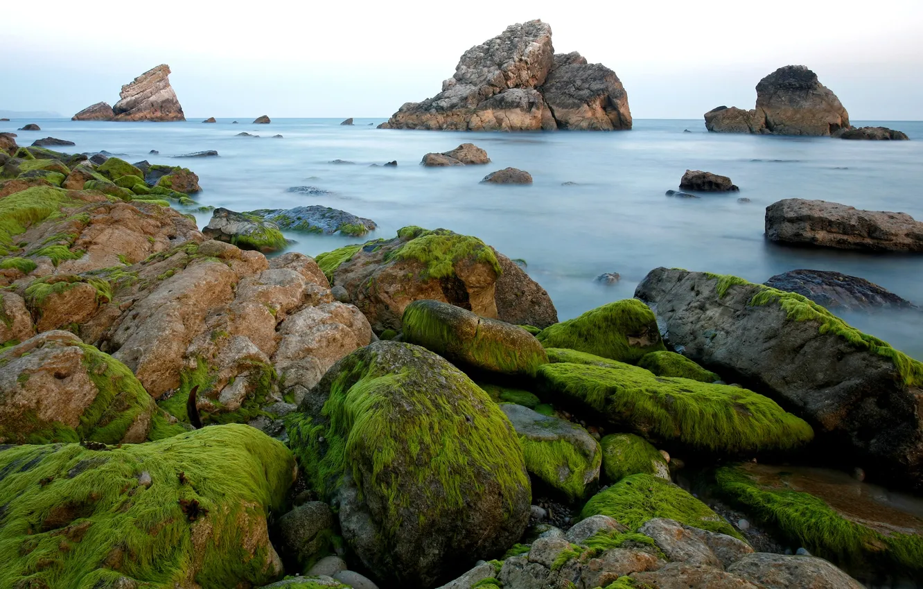 Photo wallpaper rocks, shore, Sea, moss, algae