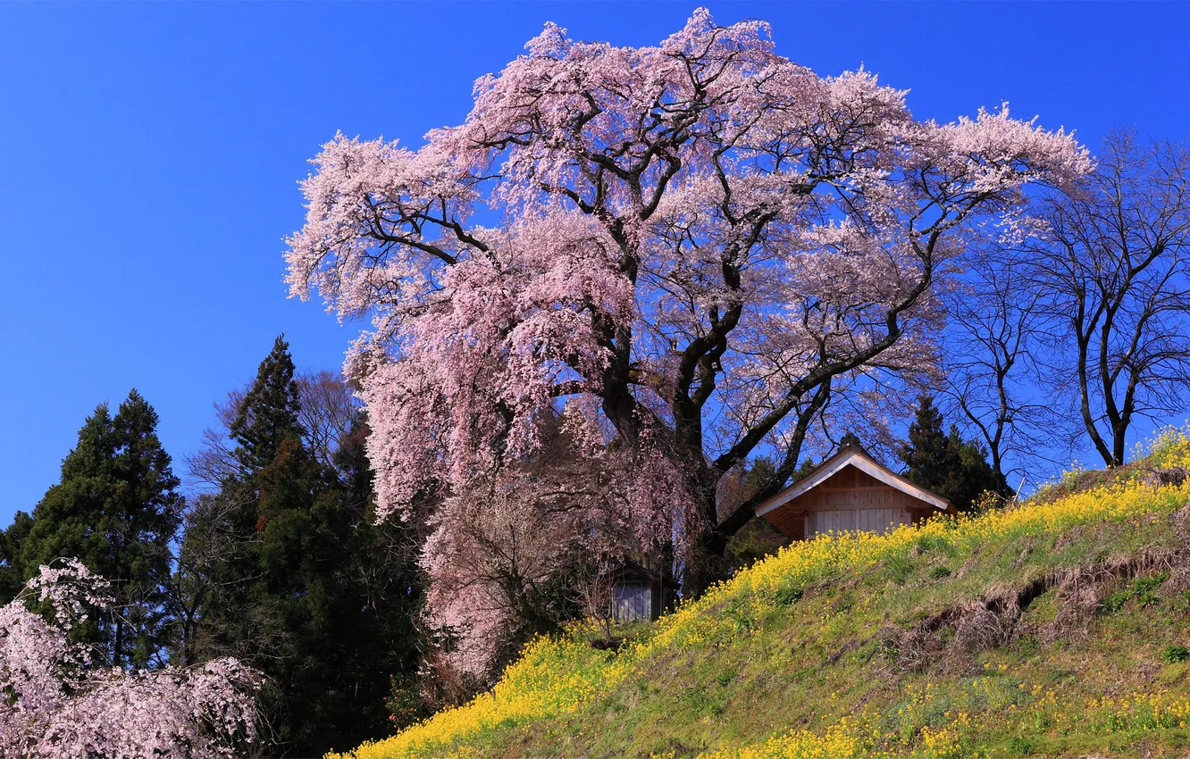 Photo wallpaper nature, Japan, Sakura, house, Japanese cherry