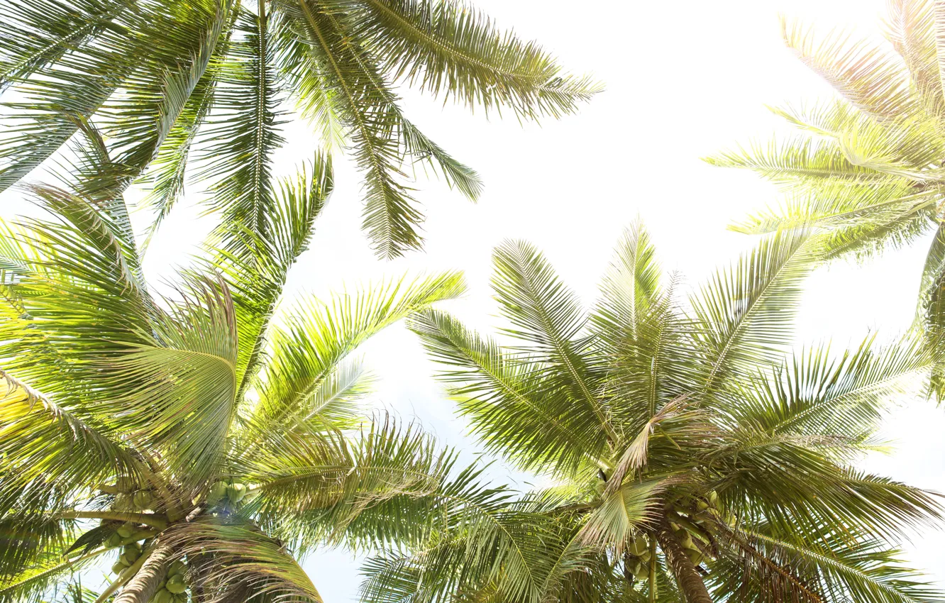 Photo wallpaper beach, summer, the sky, palm trees, summer, beach, sky, beautiful
