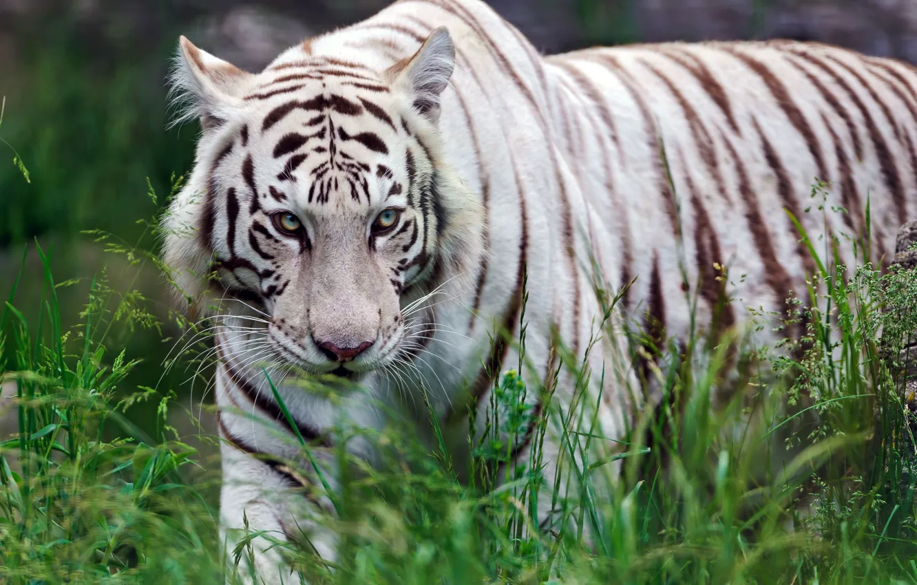 Photo wallpaper grass, predator, white tiger