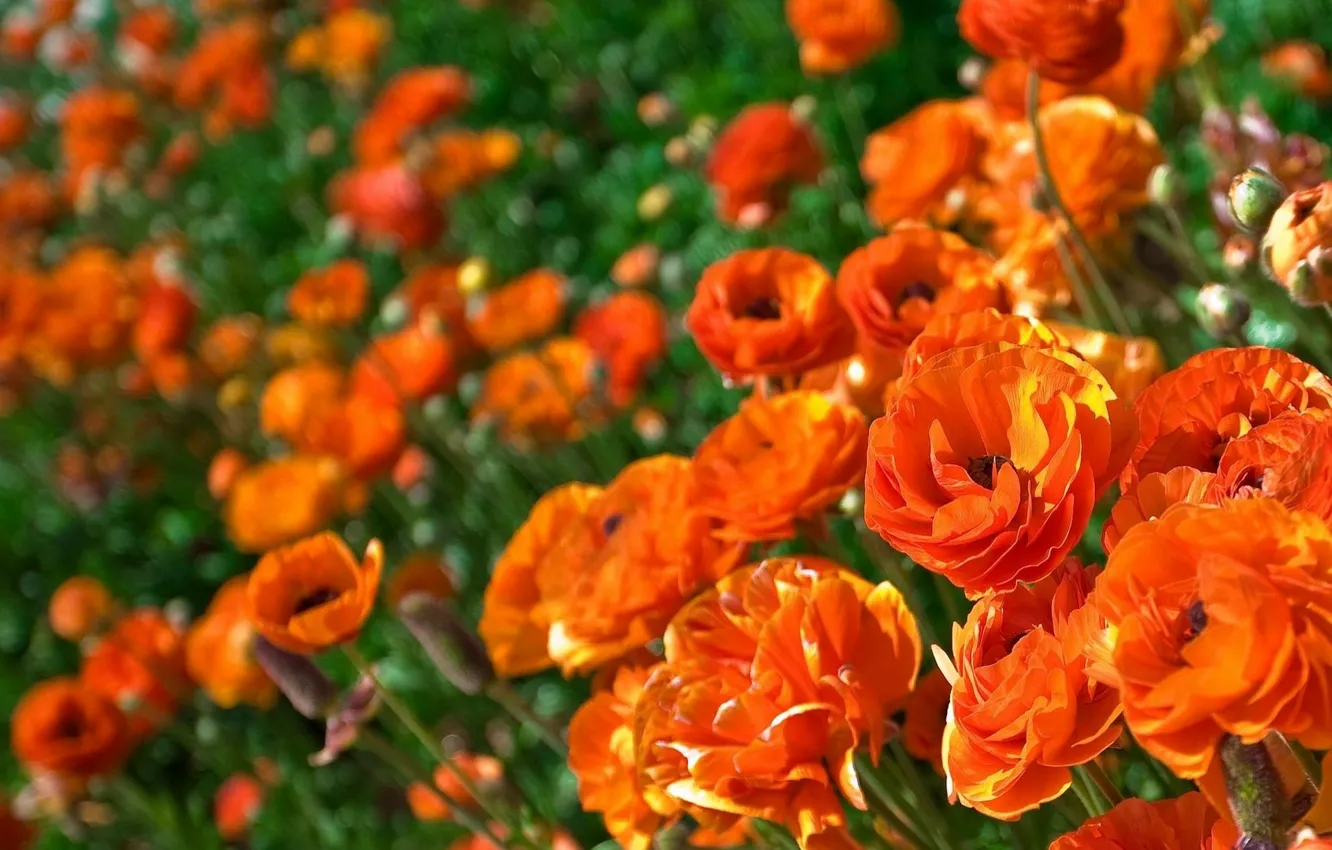 Photo wallpaper field, flowers, Wallpaper, Maki, petals, meadow