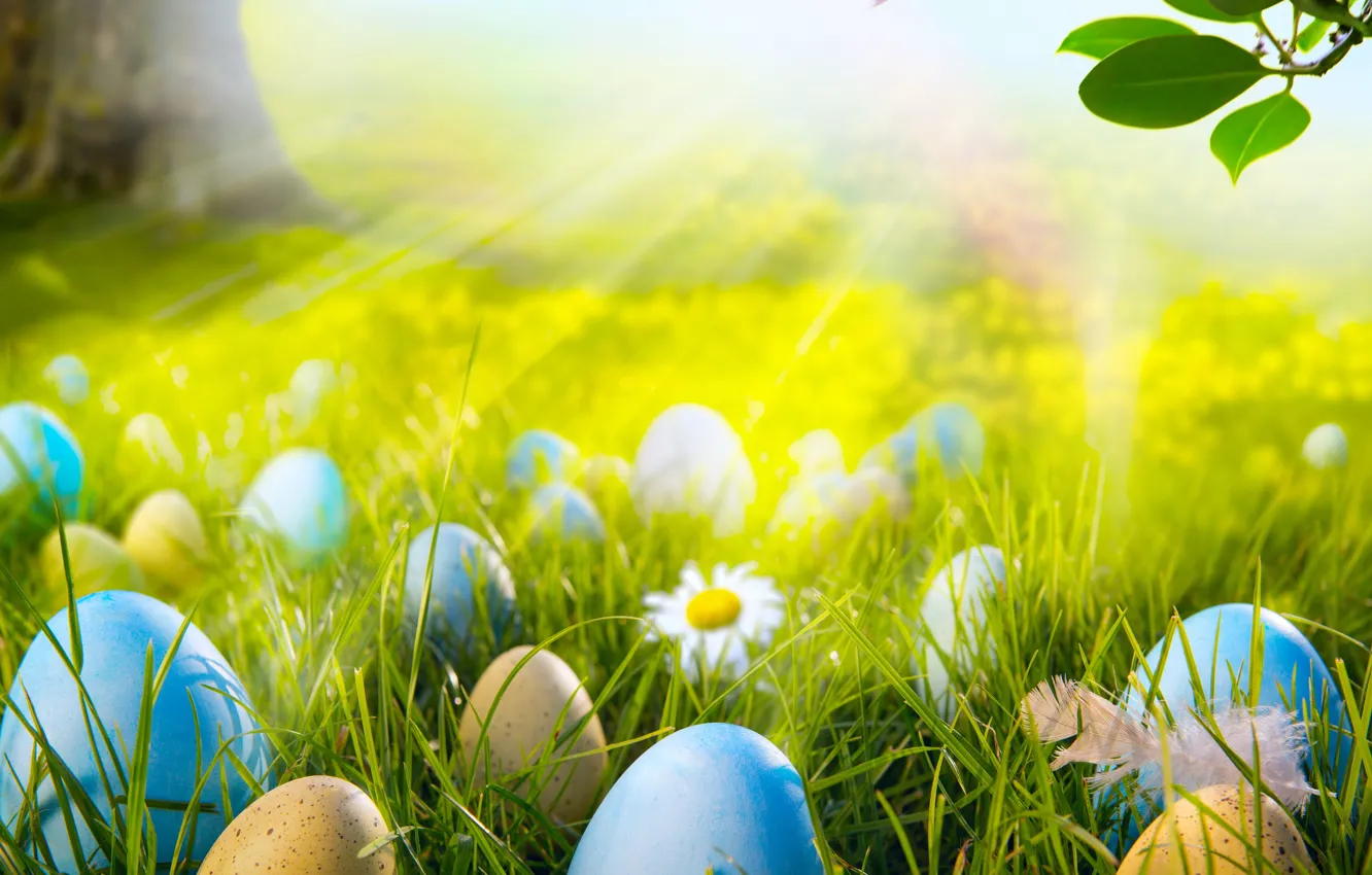 Photo wallpaper forest, grass, the sun, light, flowers, chamomile, eggs, spring