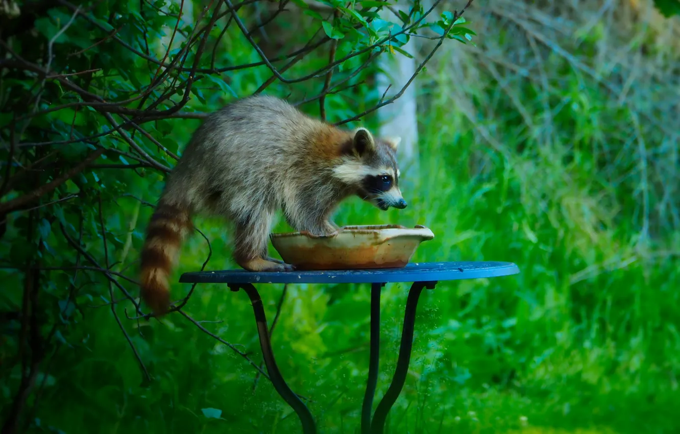 Photo wallpaper greens, leaves, branches, nature, pose, raccoon, table, wash