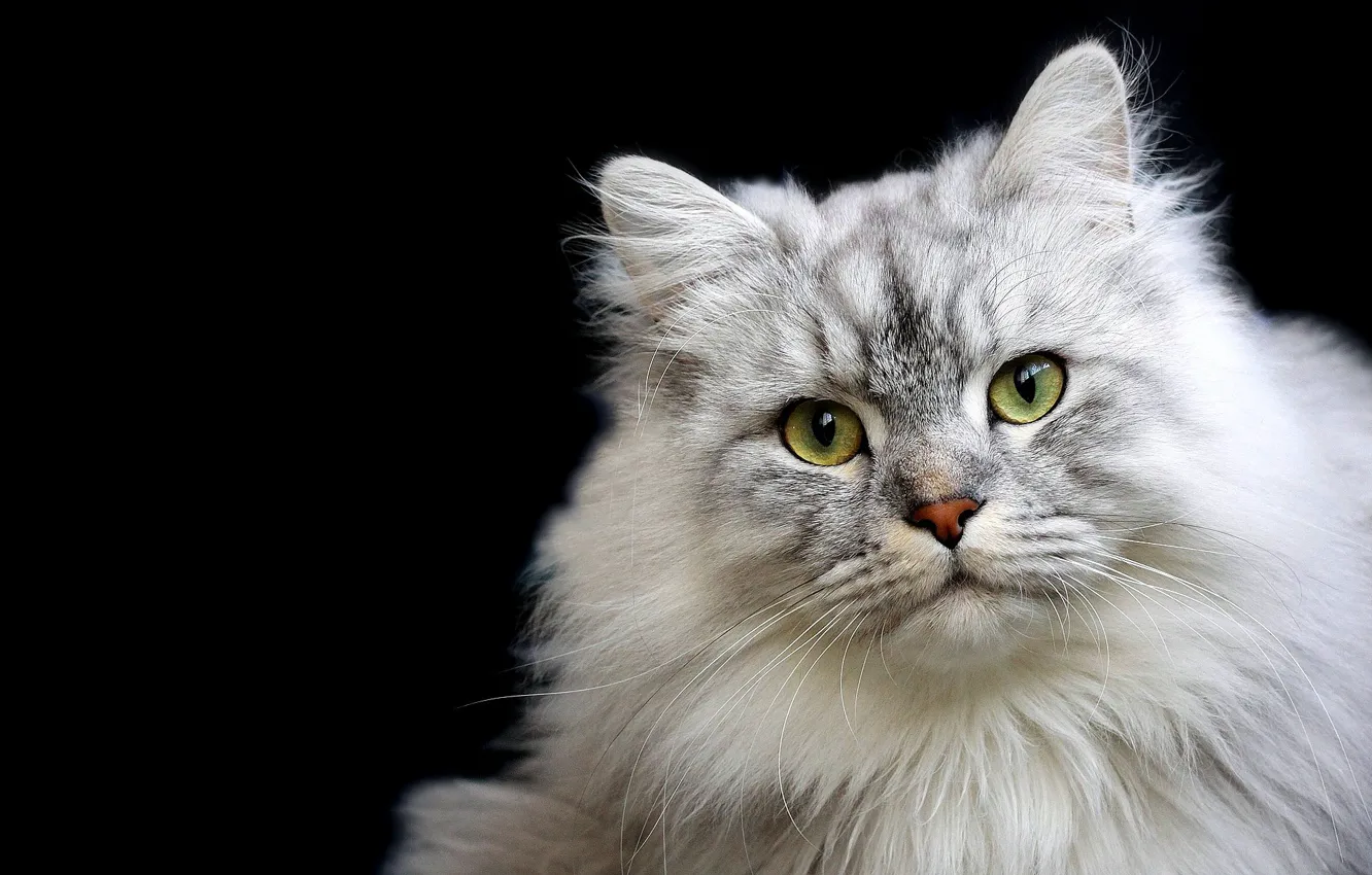 Photo wallpaper cat, cat, look, pose, grey, portrait, fluffy, black background