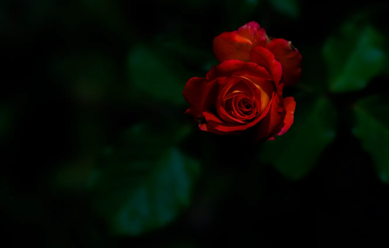 Photo wallpaper rose, Bud, red rose, the dark background