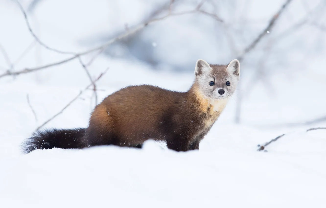 Photo wallpaper winter, look, snow, branches, the snow, marten