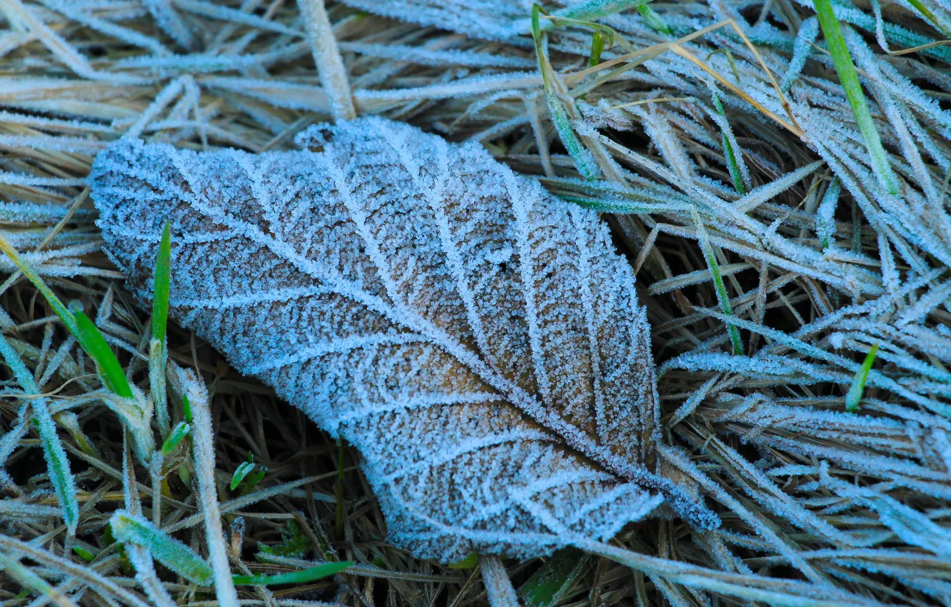 Photo wallpaper Frozen, leaf, hoarfrost