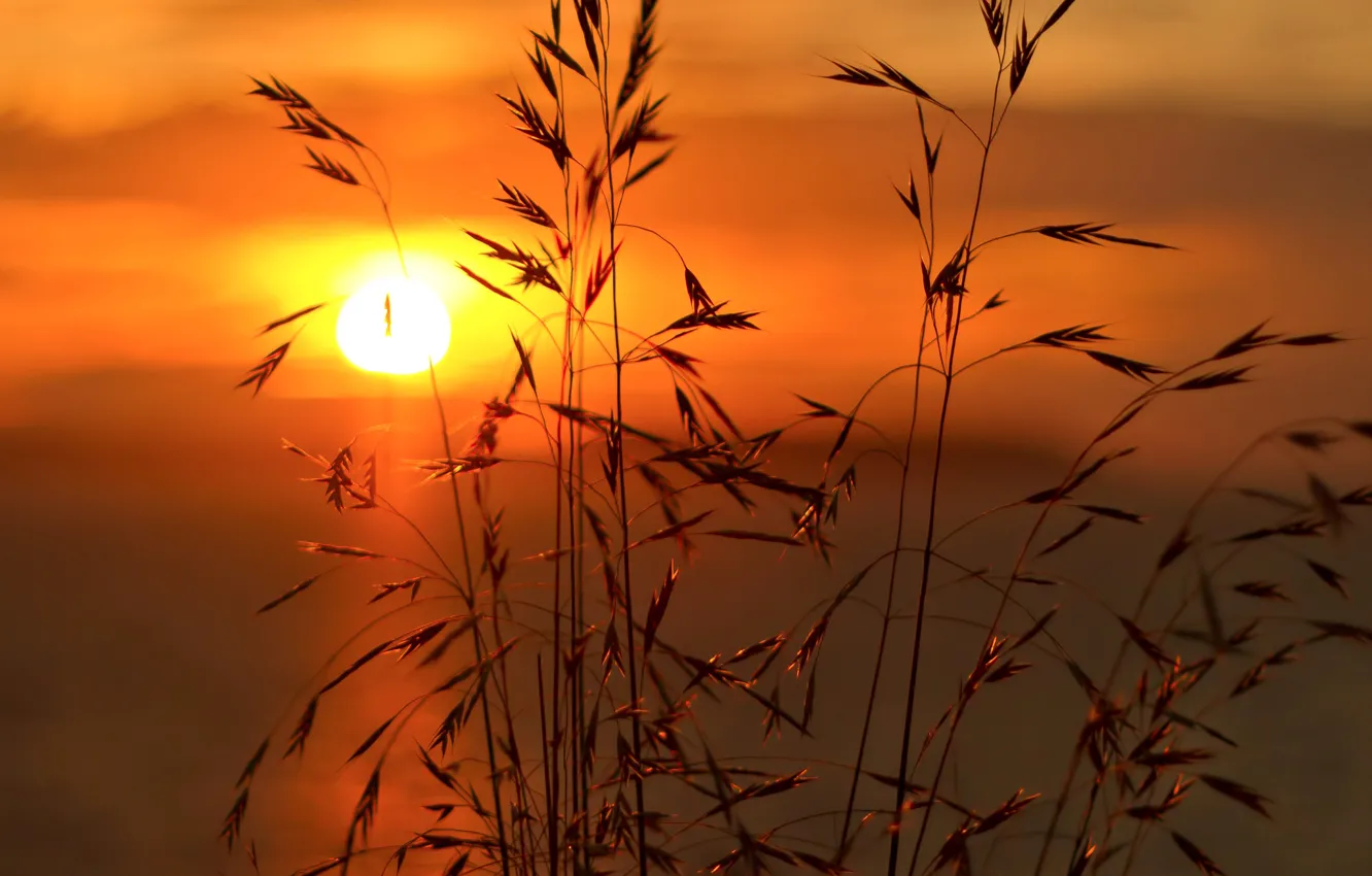 Photo wallpaper the sky, clouds, sunset, plant
