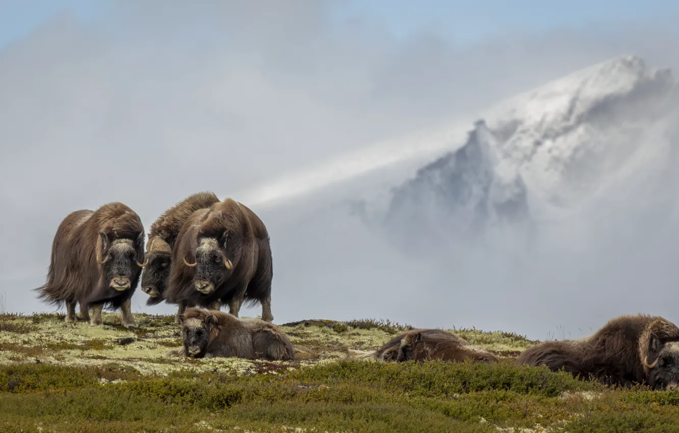 Photo wallpaper Norway, musk ox, Dover, musk oxen