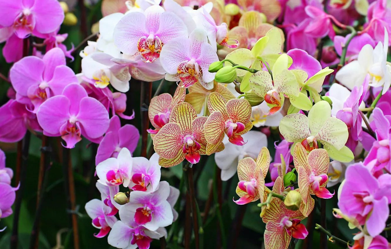 Photo wallpaper flower, flowers, nature, bouquet, orchids, Orchid, Phalaenopsis