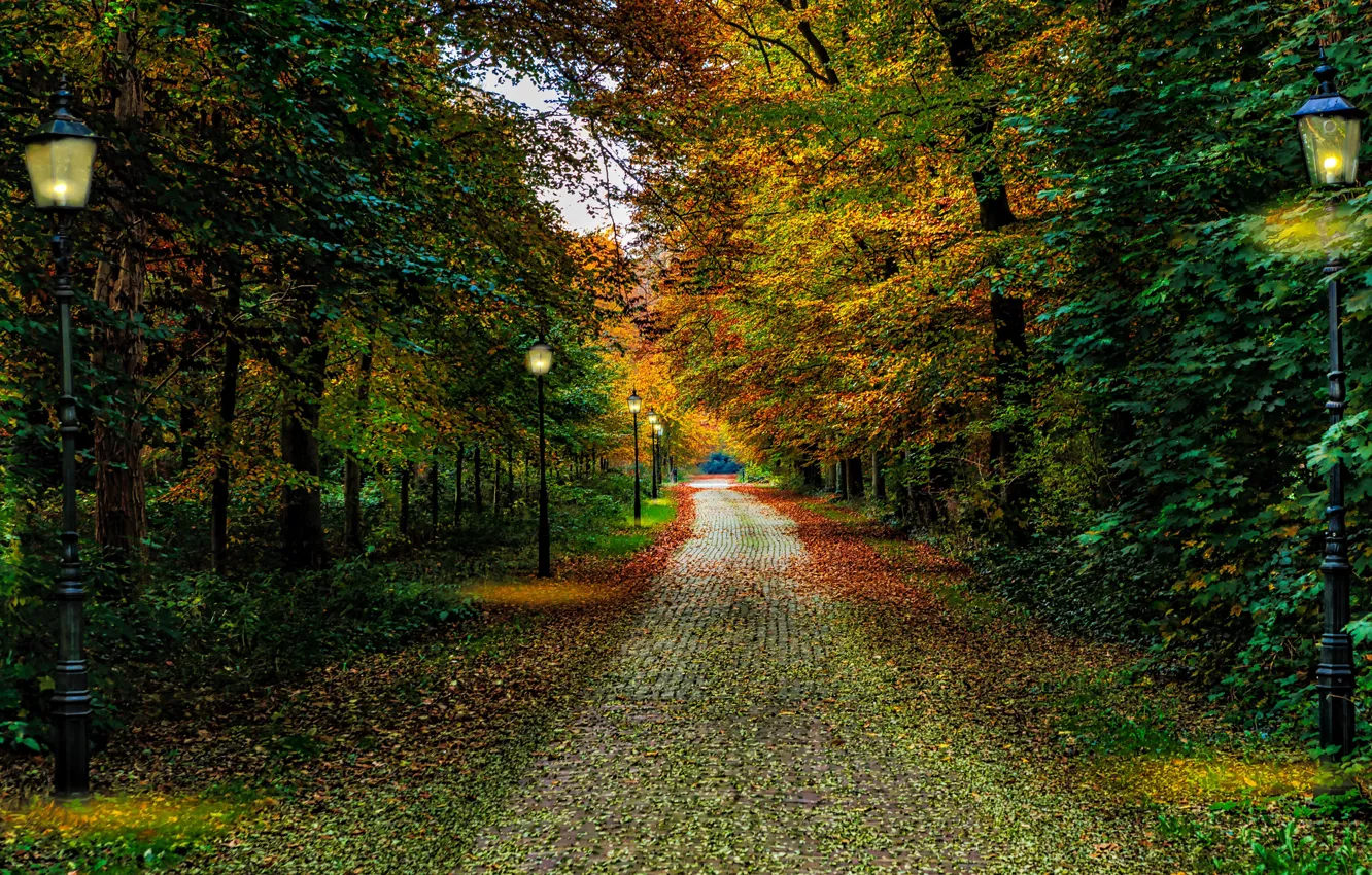 Photo wallpaper autumn, leaves, trees, Park, lights, Netherlands, path, park