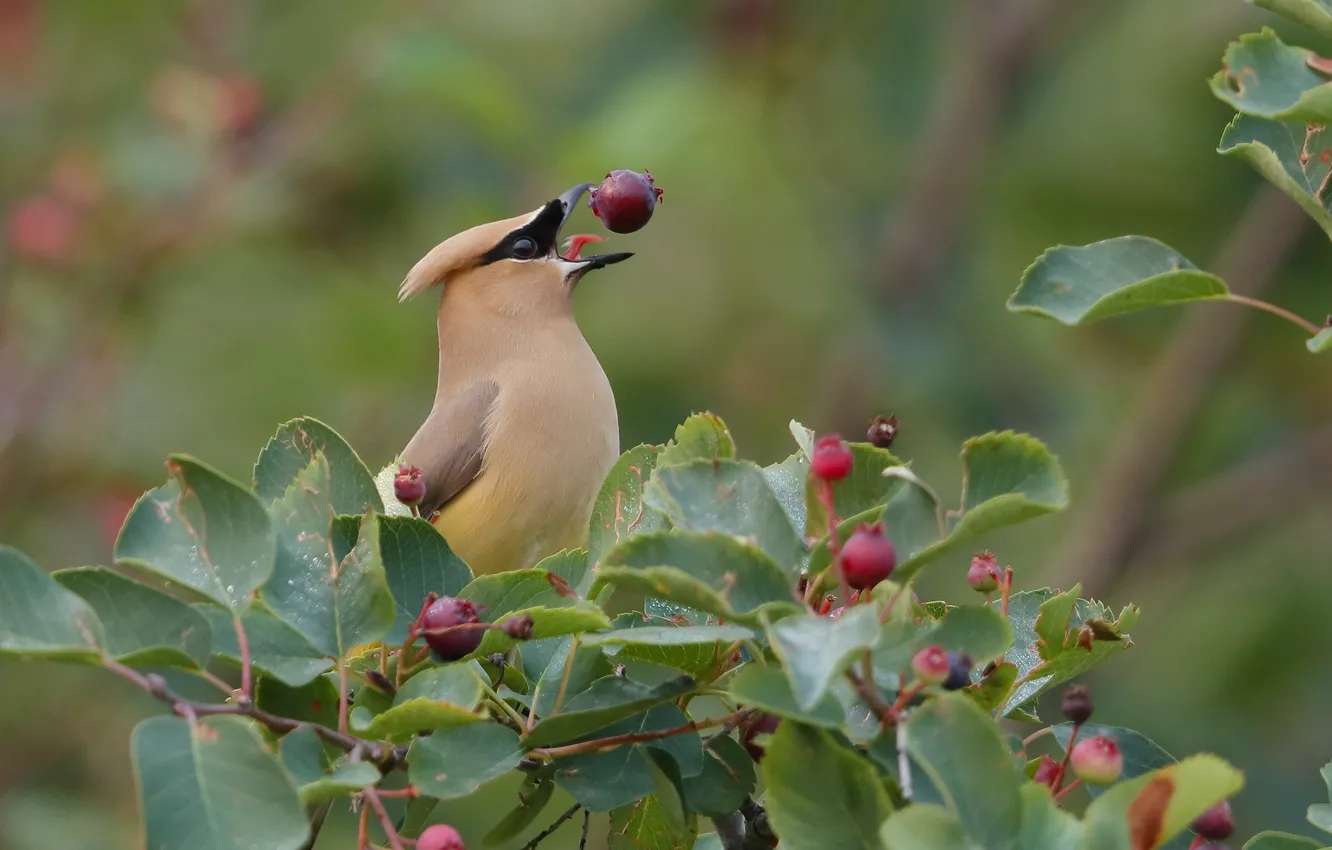 Photo wallpaper trees, berries, feathers