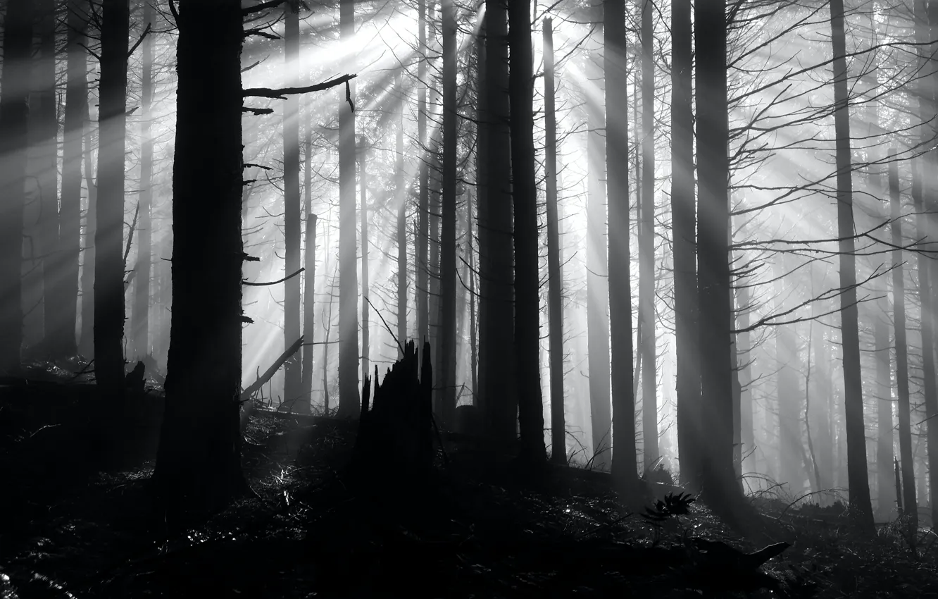 Photo wallpaper forest, trees, nature, black and white, monochrome, rays of light