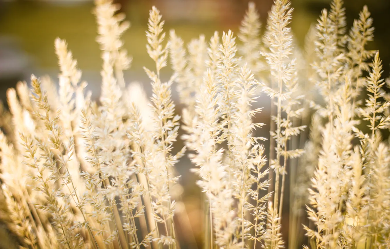 Photo wallpaper grass, macro, nature, ears