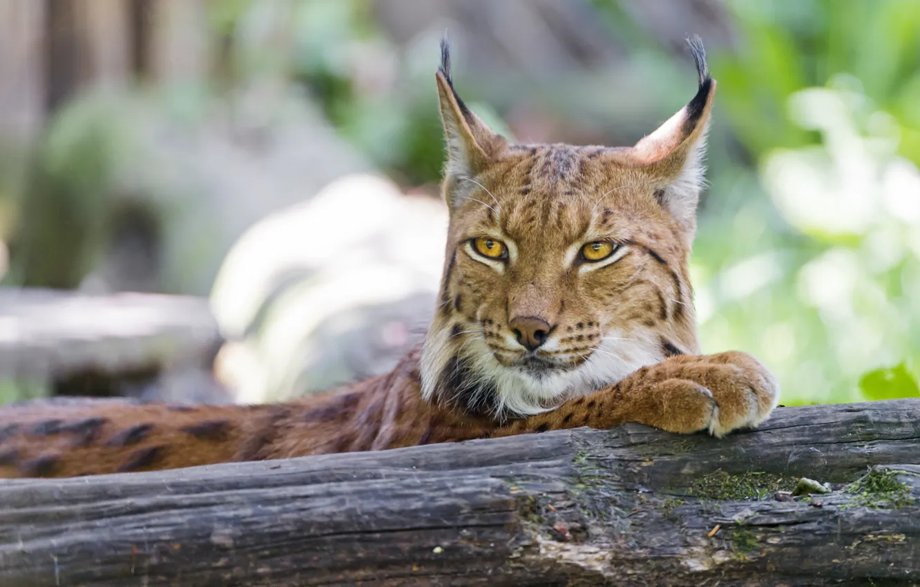 Photo wallpaper cat, face, log, lynx, ©Tambako The Jaguar